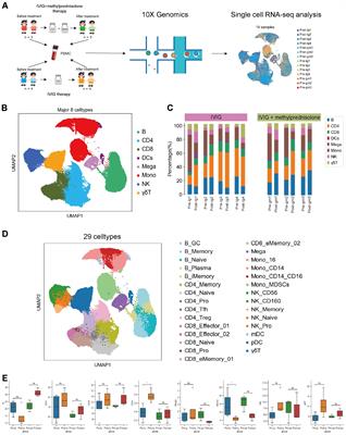 Single-cell RNA sequencing uncovers molecular mechanisms of intravenous immunoglobulin plus methylprednisolone in Kawasaki disease: attenuated monocyte-driven inflammation and improved NK cell cytotoxicity